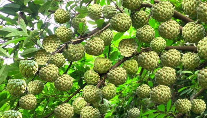 मालवा-निमाड़ में फसल विविधीकरण का असर, केला-चिया-सीताफल जैसी हाई वैल्यू फसलों से बढ़ रही किसानों की आय मालवा-निमाड़-में-फसल-विविधीकरण-का-असर,-केला-चिया-सीताफल-जैसी-हाई-वैल्यू-फसलों-से-बढ़-रही-किसानों-की-आय
