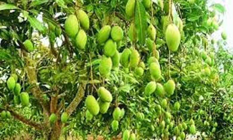 सहारनपुर में सालभर फल देने वाला ‘सदाबहार आम’ बना आकर्षण सहारनपुर-में-सालभर-फल-देने-वाला-‘सदाबहार-आम’-बना-आकर्षण