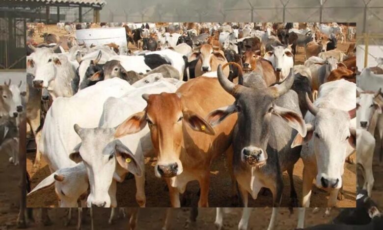 गो संरक्षण विशेष-मेगा कैंपेन चलाकर घर-घर पहुंचाया जाएगा ‘जहर मुक्त भोजन’ गो-संरक्षण-विशेष-मेगा-कैंपेन-चलाकर-घर-घर-पहुंचाया-जाएगा-‘जहर-मुक्त-भोजन’